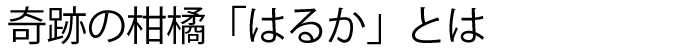 奇跡の柑橘「はるか」