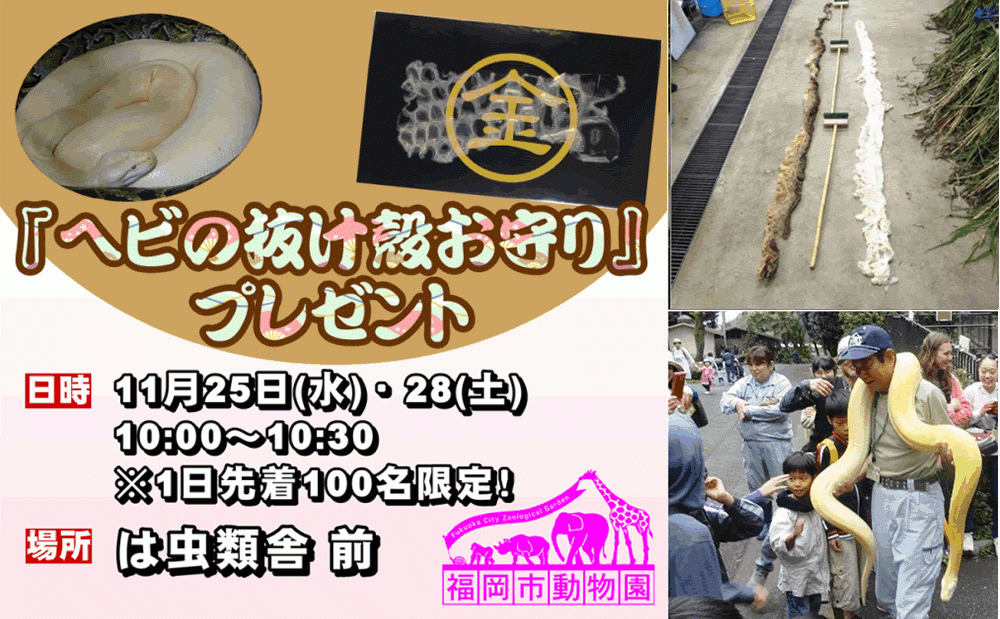 福岡市動物園が「ヘビの抜け殻お守り」を限定配布