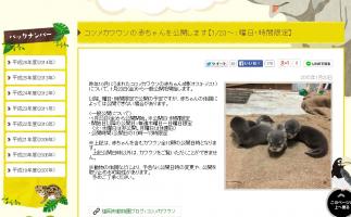 福岡市動物園がコツメカワウソの赤ちゃん一般公開中