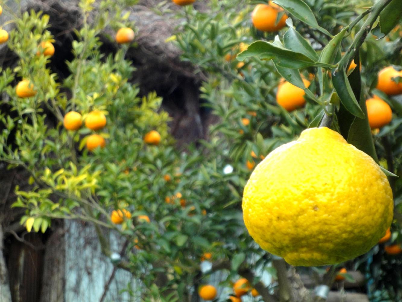 柑橘の種類は10種類以上を栽培。 いわくま果樹園