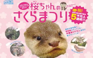 福岡市動物園で、来園者5,000万人達成の春を祝うイベント「桜(おう)ちゃんのさくらまつり」開催