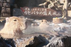  『「カピバラの長風呂対決」長風呂ナンバーワンカピバラは誰だ!?』伊豆、長崎、埼玉、那須の4園国がコラボしてイベント実施